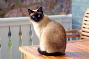 COVID-19: passaggio da gatto a uomo