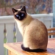 COVID-19: passaggio da gatto a uomo