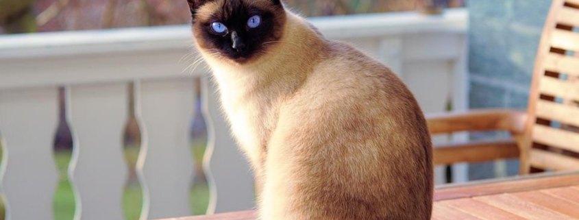 COVID-19: passaggio da gatto a uomo